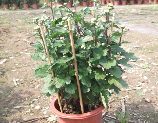 1558429064536244.jpg 201612221452298849.jpg